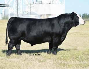 Full brother was a high selling bull last spring to Kevin Healy in South Dakota. AI on 4/18/2013 to Built Right.