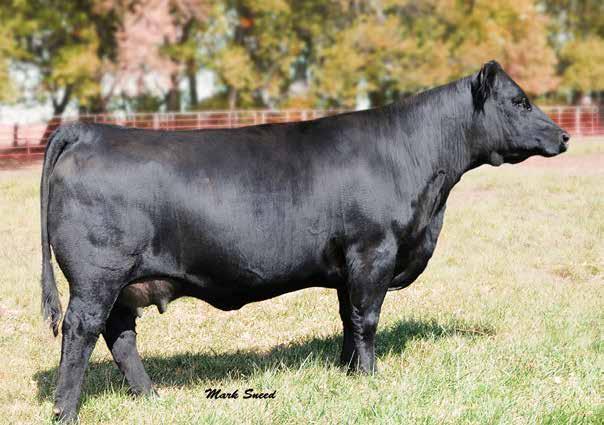 Her daughters have been some of the most sought after females if our sales the last four years averaging over $6,000.