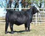 8 JF Lady daughter sold for $42,500 A pair of full sibs out of the up and coming super donor JF
