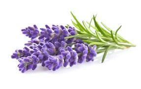 Lavender Calming lavender essential oil delivers a relaxing scent that s ideal for de-stressing or for peaceful ambiance.