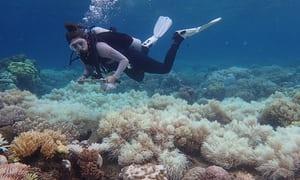 Environmental impact on coral Emerging concerns of sunscreen chemicals and?toxic effects on coral reef and coral reef bleaching.