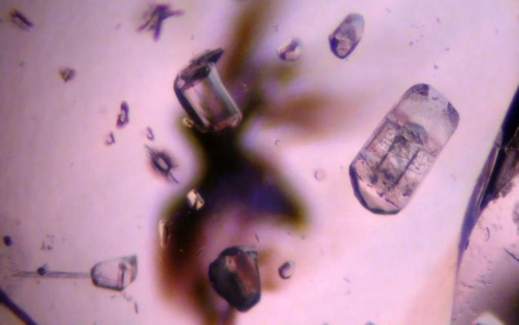 Figure 52: Additional photo of fine euhedral transparent apatite crystals in association with small zircon