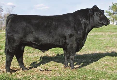 2014 Route 66 Road to Success Sale SPRING CALVING FEMALES 36 RGRS ERICA ZT19 Consignor: ARMSTRONG RED ANGUS BD: 3/2/12 RAAA#: 1521870 Tattoo: ZT19 PB AR MESSMER JOSHUA 019P MESSMER PACKER S008