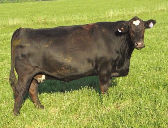 2014 Route 66 Road to Success Sale FALL CALVING FEMALES 53 RATCLIFF STEEL MISS 013W Consignor: VESTLANE FARMS BD: 3/16/09 ASA#: 2493043 Tattoo: 013W 1/2 SM 1/2 AN SVF STEEL FORCE S701 SVF SHEZA