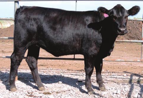 HONEYDEW 78 STF AFFIRMED P44R MOO CASSINELLI W11S MOO MULBERRY S11N 12 2 63 88 11 15 47 21.