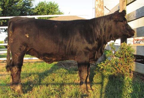 OPEN HEIFERS 2014 Route 66 Road to Success Sale RPK Rosie 72 RPK ROSIE 150A Consignor: KANOY FARMS BD: 8/20/13 ASA#: 2860844 Tattoo: 150A PB SM WESTFALL VOYAGER 721P ZEIS PERFECTION X150 ZEIS