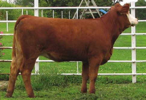 2014 Route 66 Road to Success Sale OPEN HEIFERS 76 RPK BETSY 01A Consignor: KANOY FARMS BD: 8/5/13 ASA#: 2860849 Tattoo: 01A 1/2 SM 1/2