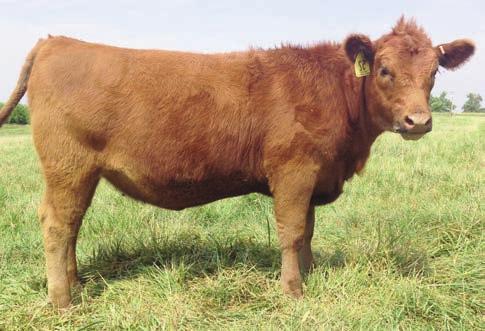 2014 Route 66 Road to Success Sale OPEN HEIFERS 84 ARMS SOUTHERN ESTONIA 352 Consignor: ARMSTRONG RED ANGUS BD: 10/11/13 ASA#: 1669511 Tattoo: 352 PB AR LCC SOUTHERN KING 1965K