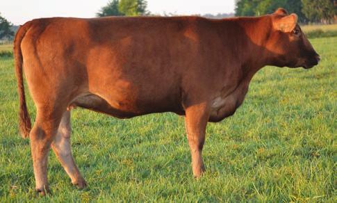 Both heifers were bred to a Limousin bull.