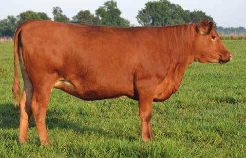 Consignor: Breezin B Simmentals We have decided to offer 5 special fall bred commercial Red Angus