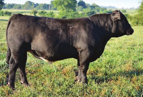 2014 Route 66 Road to Success Sale BULLS 5 BBSF MAJESTIC Consignor: BREEZIN B SIMMENTALS BD: 9/12/13 ASA#: 2838096 Tattoo: 2A PB SM Polled HOOKS SHEAR FORCE 38K CCR FORCE 8029X CCR MS INVASION 8029U