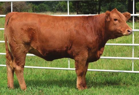 15 145 72 Here is a red female that combines a lot of power and great EPD's. Monique is A.I. bred to STF Shocking Dream SJ14. Expected calving date, March 3, 2015.