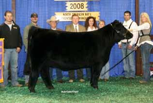 This gem is worth the drive and sure worth a call. Ask Ryan Haefner or Greg and Pearl. Bred AI 3-28-13 to Hooks Shear Force, ASA# 2081939. Due 2/13/14.