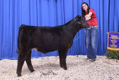 Full sibs have won Denver and sold half interest for $15,000 for a $30,000 valuation. X115 won several classes in the Ohio Best and one being reserve champion.