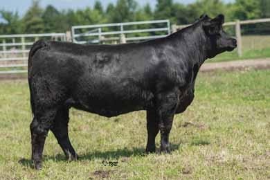 These embryos were purchased in the Sim Magic Sale. KA TCF Independence S30L needs no introduction. Selling progeny from $6,000-20,000. Our herd sire, Catchin A Dream, is by her.