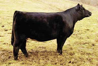 for $13,500. Ever since the Bahama Mama cow arrived at Rolling Hills, breeders young and old always want to know more about this cow and her progeny.