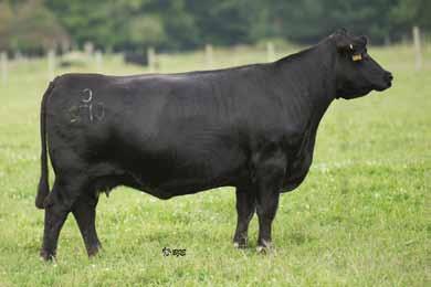 Z1 has a striking baldie face plus is deep ribbed and square hipped. On the top side is the donor of Sloup s Magnetic Lady. Pasture Exposed 5-17-13 to 6-21-13 to RHFS Fancys Bulleye, ASA# 2639107.