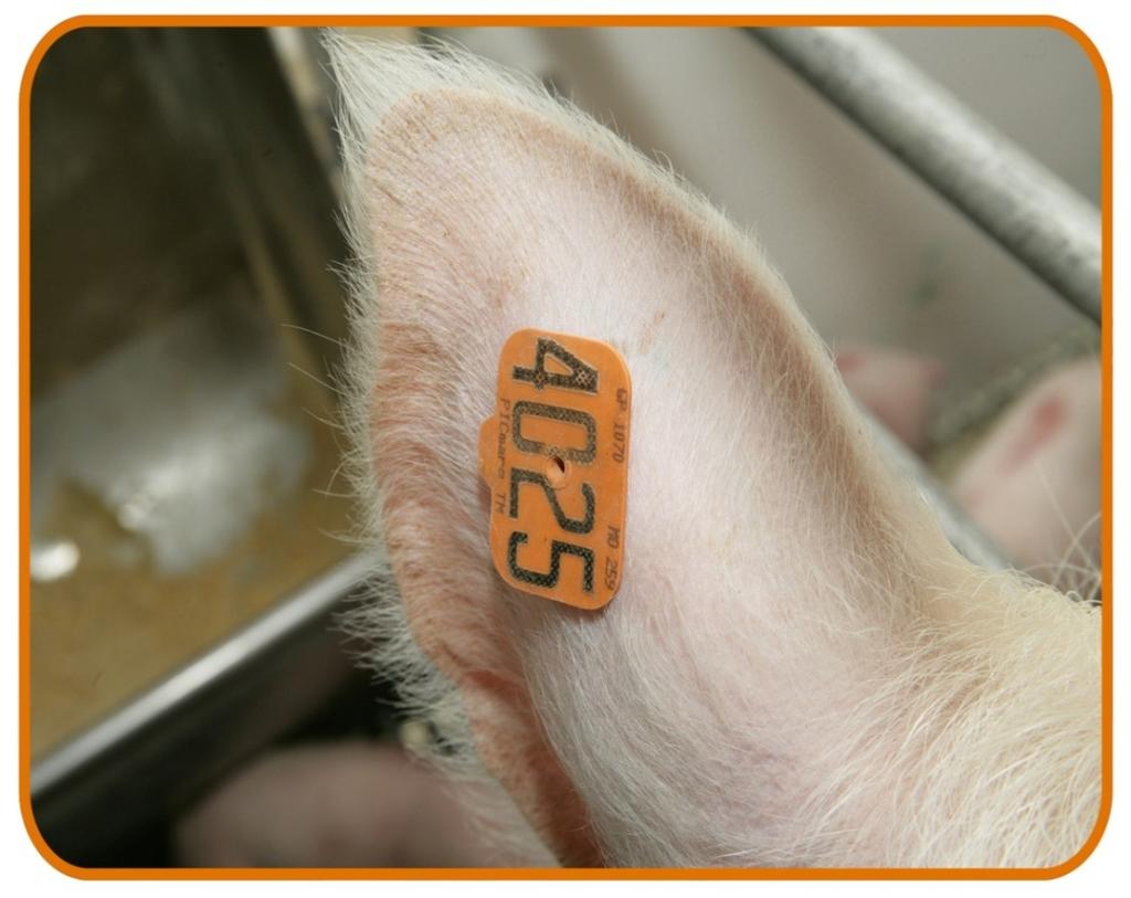 Ear Tags Use high quality tags for permanent identification Lost eartag ->
