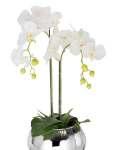 / D20cm 20 Our recommendation: Orchids are versatile flowers.