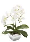 H50cm/B40cm ORCHID floral arrangement + 107014 2