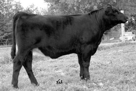 Polled 1/2 SM 1/2 AN Female ASA#Pending Tattoo: K021S BD: 2-23-06 Act. BW: 84 ET * -1.2 27 60 * 10 24-10.1.13.23.05 -.