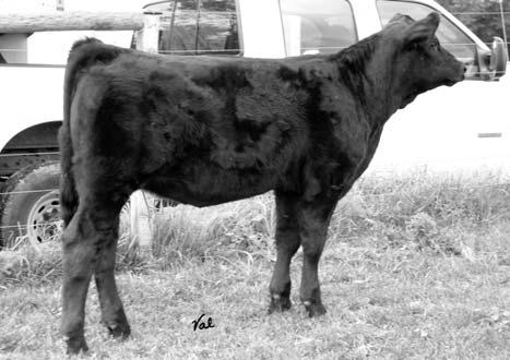 LIGHT 019H MV MISS BRIGHT LIGHT 021 LCHMN B&W BALDY D7036 SELLING YOUR CHOICE between these full siblings out of