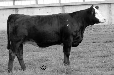 This heifer is a JDJ BIG RED 016J red blaze faced Twister daughter that will JDJ MISS COUNTRY 127N make a nice show heifer but also a great cow.
