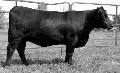 She would make a great addition to any herd. She is a hard heifer to part with but we are committed to selling the best. The Pinnacle Sale s Elite Bred Females start here! 22 RBG Ms. Pref.