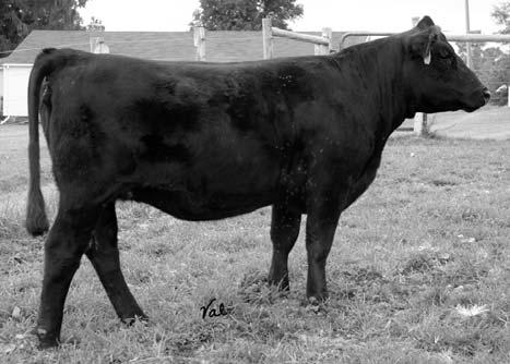 Style R39 Breeder: Rich Beef & Grain Black Polled Purebred Female ASA#2303078 Tattoo: R39 BD: 1-23-05 Adj. BW: 67 Adj.