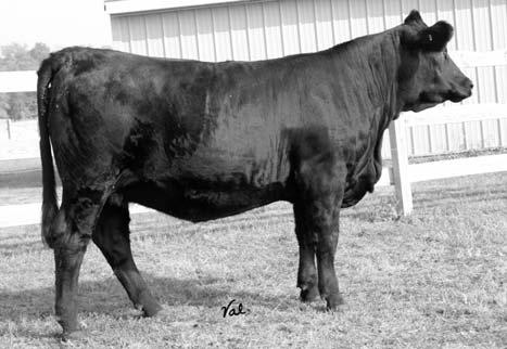 12 Pasture Sire: MSU Majestic Link R516 from 4-15 to 7-1-06 EPDs: 8 1.2 34 63 2 6 23-1.1.03.15.02 -.01 96.