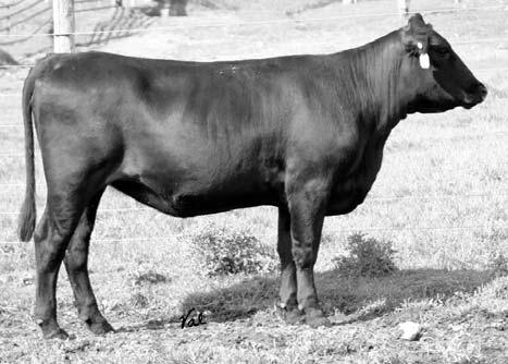 04 98 60 3C FULL FIGURES C288 BLK JR FIGURED OUT GW MISS TAILOR MADE 302C Here is a very powerful, moderate framed, solid black bred heifer that is out of an awesome Lucky Strike daughter from Barry