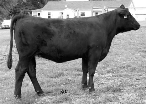 He is a Hook s Majestic Link son that was champion of the 2005 and 2006 Michigan State Bull test out of 108 other bulls and five breeds.