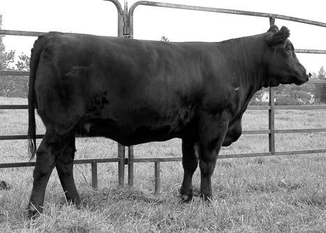 34 KLS Lil Splish R214 & Spooner Cattle Company ASA#2304292 Tattoo: R214 BD: 2-14-05 Adj. BW: 79 Adj.WW: 550 5 2.2 31 57 3 8 24 5.0.01.00.02.