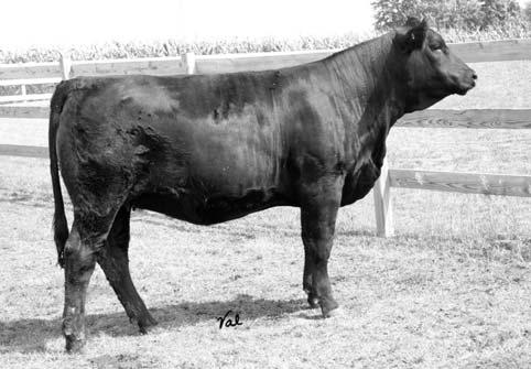 5 Pasture Sire: MSU Majestic Link R516 from 7-1 to 8-15-06 40 JC Miss Whiskey 532R Breeder: J/C Simmentals Black Dbl.