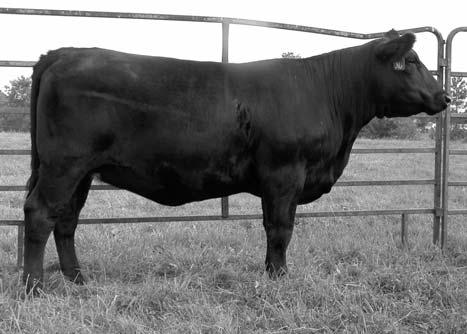 4 30 50 * -1 14 - - - - - - - BK ICE PICK 472J IRISH WHISKEY NTC 615 EVER READY GW DAKOTA RED 824B JC MS. BLACK LINE 633F 532R is a super cow prospect that is sound, big middled and stout.