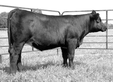 It is hard to sell one of this caliber, she T K KRUGERRAND 397 will make a top cow that will work in any B R MISS KRUG S 365-24 facet of the beef industry.