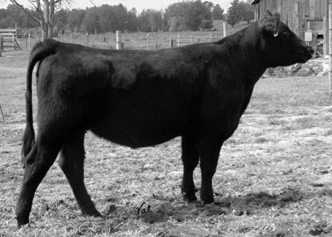 blood calf. AI Sire: GW Lucky One 073R on 6-19-06 EPDs: 0 0.3 27 55 0 1 15-7.5.03.