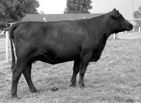 Bad Habit is the sire of the 2005 Winter Classic Champion Simmental and Reserve Supreme Overall Female, the class winner in both the Open and Junior Shows in Denver and then sold to Bailey Core, Core