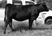 7 35 62 4-5 13-5.1.03.25.01 -.09 103 69 Pasture Sire: 3C Nugget N795 B from 5-10 to 7-1-06 57 KJS Ms. Fairweather 49N Black Dbl. Polled 5/8 SM 3/8 AN Female ASA#2200744 Tattoo: 49N BD: 3-30-03 Adj.