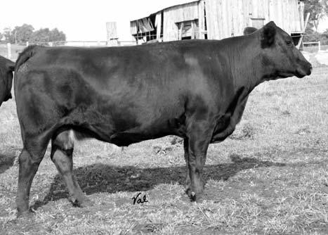 we have retained two daughters in our herd. She should be flushed. She is sired 98-2 (PB ANGUS) by the number one carcass bull of the breed and is bred to Kappes high growth and big numbered bull.