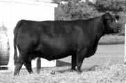 arguably out done her mother. AI Sire: GW Lucky Man 644N on 4-29-06 EPDs: 4 0.3 32 62 2 5 21-2.0.01.29.02.07 96.5 65.5 Pasture Sire: 3C Nugget N795 B from 5-10 to 7-1-06 MISS 154K 62 KJS Ms.