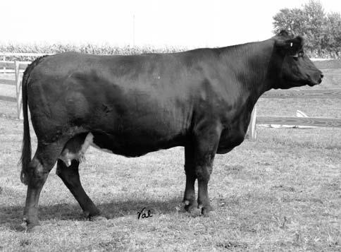 22 100 71 Pasture Sire: 3C Nugget N795 B from 5-10 to 7-1-06 E145 65 KKK Galant M6 ASA#2176257 Tattoo: M6 BD: 5-1-02 Adj. BW: 90 Adj.WW: 761 4 4.6 52 99 1 0 26 18.0.06 -.07.00.08 79 67 NICHOLS BLK DESTINY D12 NICHOLS BLK DESTINY K100 NICHOLS KELLY E128 F NICHOLS BLACK ADVANTAGE NICHOLS GALANT E145 NICHOLS GALANT C83 This young cow is hard to part with.