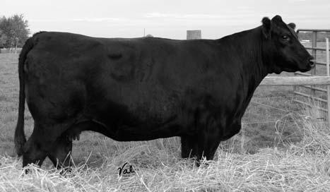 04 76 62 SAC JET TOP 2D DEV MAXIMUS DEV MINNIE F NICHOLS BLK ADVANTAGE MISS YARDLEY E45 MISS YARDLEY B178 365R 72 A larger framed black cow that is backed by performance, excellent rib shape,