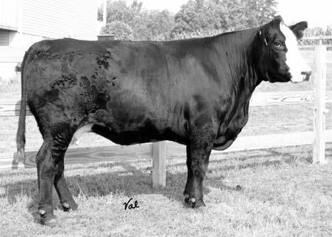 Pasture Sire: Kappes Real Deal P366 from 5-15 to 8-1-06 EPDs: 3 2.5 35 70 5 12 29 7.3 -.05.01.00.