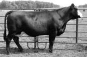 This rich pedigree includes Dream On, Lucky Dice, Power Drive and Blackfoot. The Chyna progeny are highly sought after and this mating ensures you a great one with excellent EPDs.