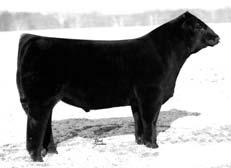 The recip is a young Pale Rider daughter that is a maternal sister to the high selling bred heifer in a past Ohio Beef Expo.