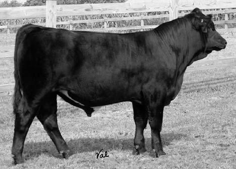 He won his class at the Ohio State Fair and was a member of the Champion Junior Get Of Sire. He is sure a stud, a definite power bull that will help your cows in the first season.