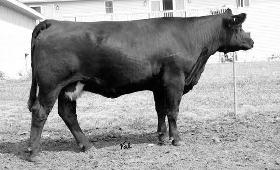 Twinkle and Vision s mother are sisters. C Me Dream is a moderate framed, thick hipped, long spined, calving ease herd sire prospect. He is very stylish and good tempered.