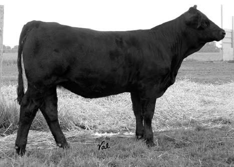 Her dam is a beautiful X339U/9A daughter that is easy fleshing, has excellent rib and will be put into our donor pen in 2007.