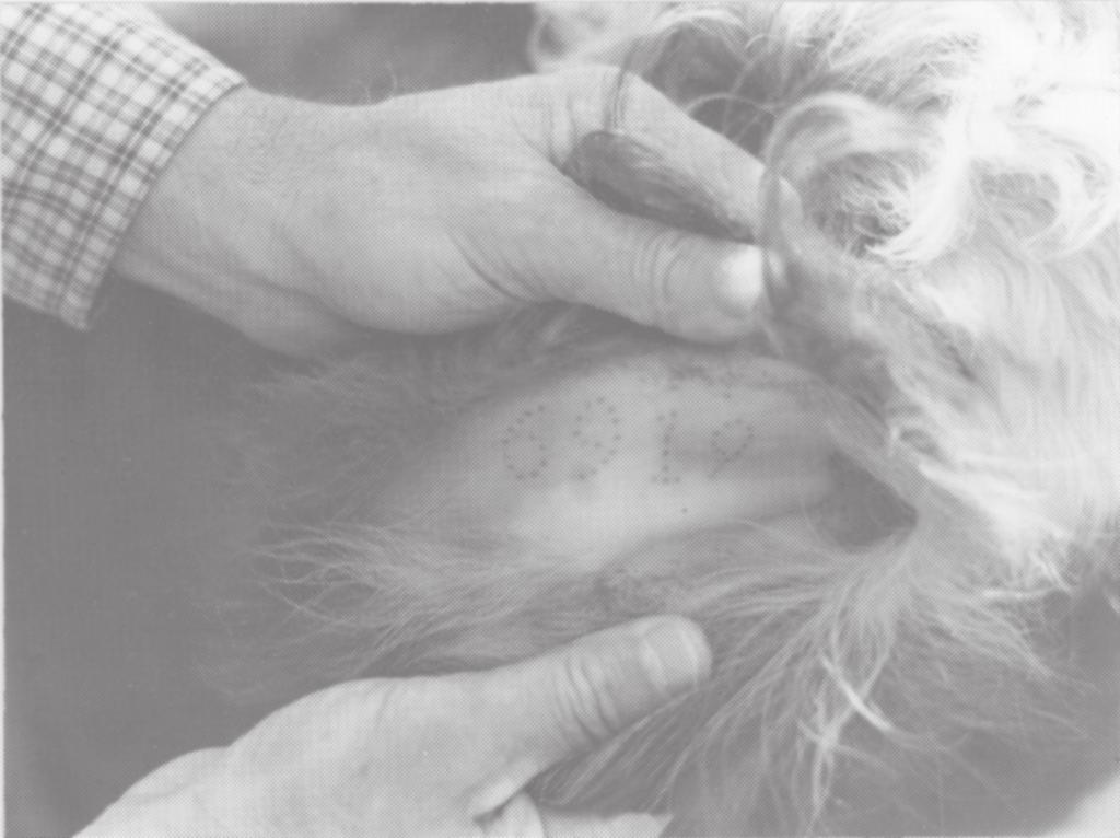 As the punctures heal, the ink is trapped under the surface and shows up as a number or letter. If a proper job of tattooing is done, tattoos will remain in the ear throughout the life of the animal.